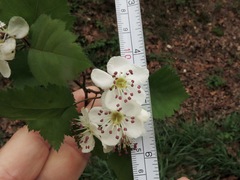Crataegus ouachitensis