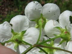 Crataegus ouachitensis