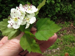 Crataegus ouachitensis