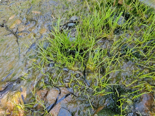 Eleocharis parvula, photograph 6