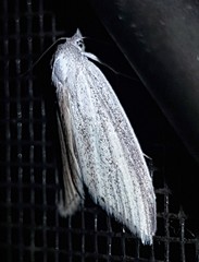 Prionopterina grammatistis