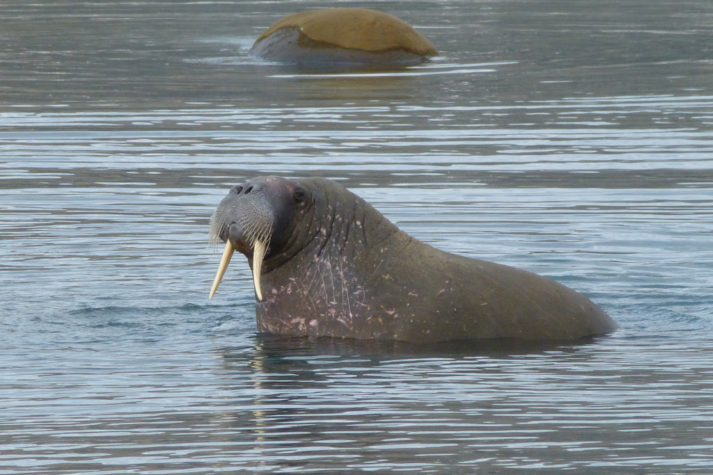 Walrus
