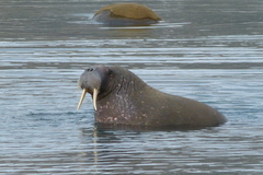 Odobenus rosmarus