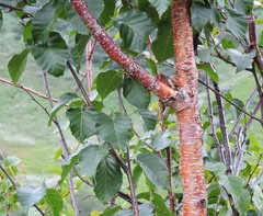 Betula utilis