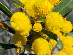 Acacia pycnantha