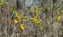 Acacia pycnantha