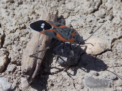 Lygaeus kalmii kalmii