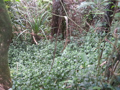 Freycinetia banksii