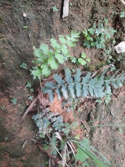 Anemia hirsuta