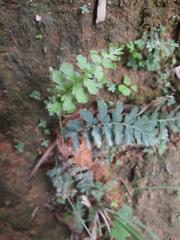 Anemia hirsuta