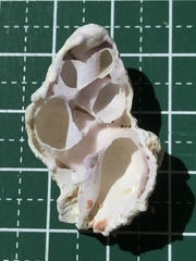 Coralliophila erosa image