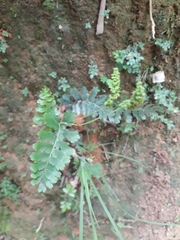 Anemia hirsuta
