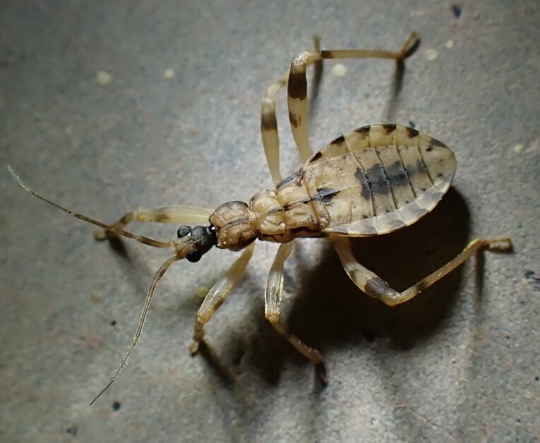 Tritavus