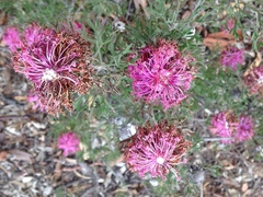 Isopogon crithmifolius