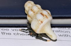 Clibanarius virescens