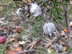Isopogon crithmifolius