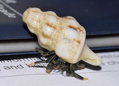 Clibanarius virescens