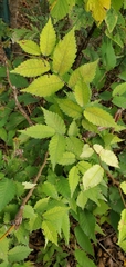 Zelkova