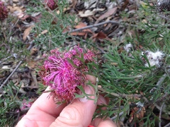Isopogon crithmifolius