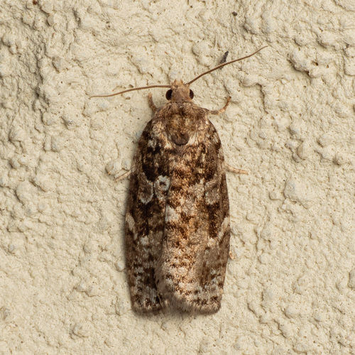Spruce Budworm Moth photo 4