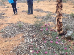 Isopogon crithmifolius