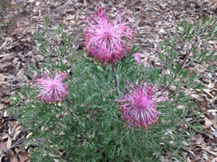 Isopogon crithmifolius