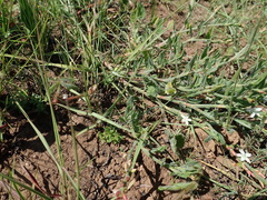 Oxygonum dregeanum