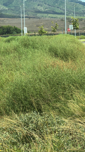 Salsola tragus observed 2025-07-15