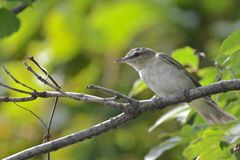 Vireo olivaceus