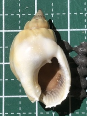 Nassarius coronatus