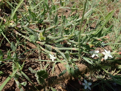 Oxygonum dregeanum
