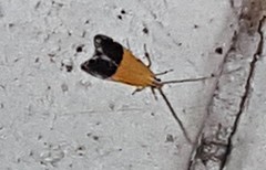 Crocanthes micradelpha