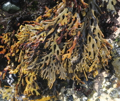 Xiphophora chondrophylla