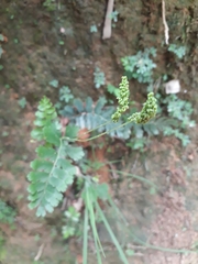 Anemia hirsuta