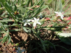 Oxygonum dregeanum
