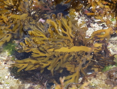 Xiphophora chondrophylla