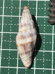 Vexillum balteolatum