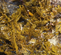 Xiphophora chondrophylla