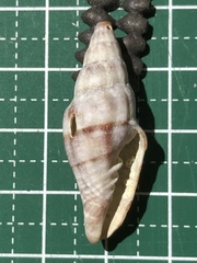 Vexillum balteolatum