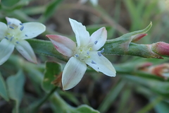 Oxygonum dregeanum