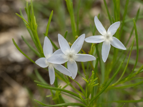Fringed bluestar (Amsonia ciliata)