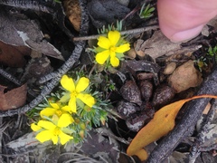 Hibbertia hibbertioides
