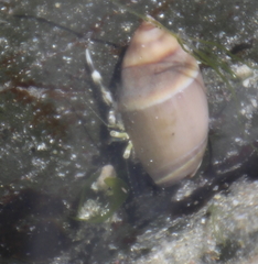 Pagurus novizealandiae