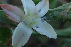 Oxygonum dregeanum