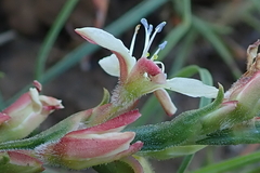 Oxygonum dregeanum
