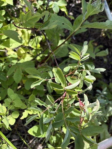 Woods' rose