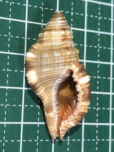 シノマキガイ