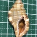 シノマキガイ
