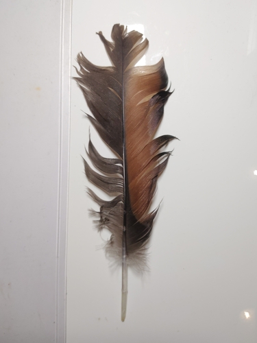 Plume de Ouette d'Égypte
