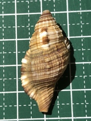 Monoplex pilearis